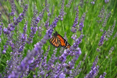 Attachment Trauma & Relational Healing